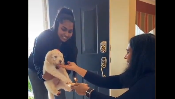 Welcoming new puppy - Sputnik International