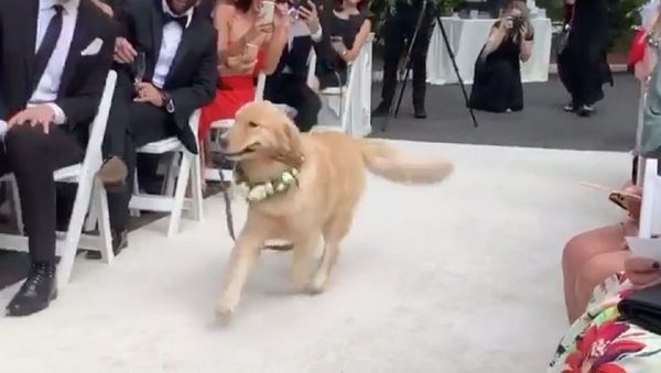 Golden Retriever  - Sputnik International