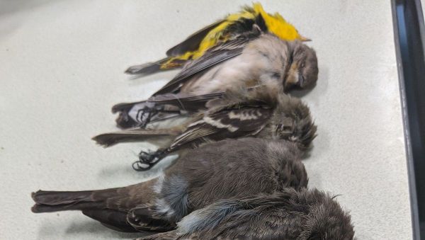 Allison Salas photos of dead birds Allison Salas photos of dead birds - Sputnik International