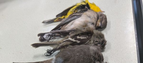 Allison Salas photos of dead birds - Sputnik International