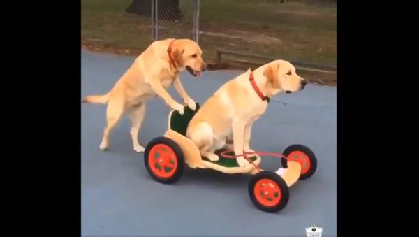 Golden Retriever Channel  - Sputnik International