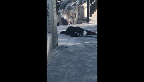 Screenshot captures moment in which Mack, a Bernese mountain dog, refuses to leave a beach in the suburb of Australia's Adelaide. - Sputnik International
