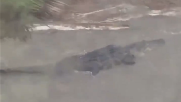 Alligator in Alabama - Sputnik International