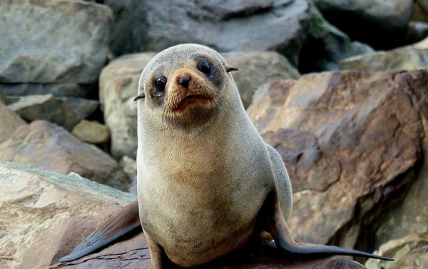 Fur seal Fur seal - Sputnik International