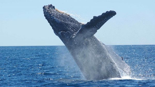 Blue whale - Sputnik International