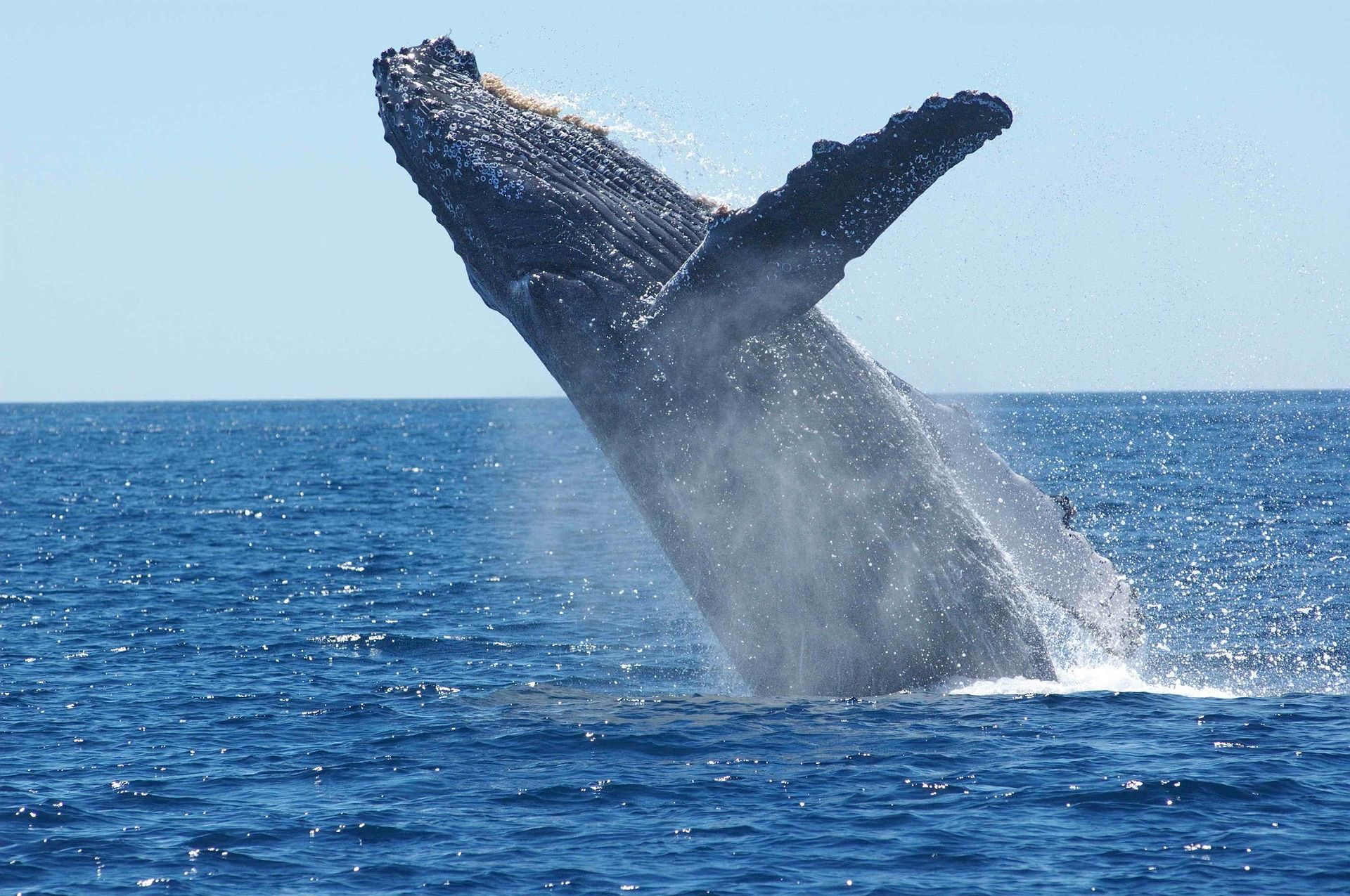 Blue whale - Sputnik International, 1920, 30.01.2022