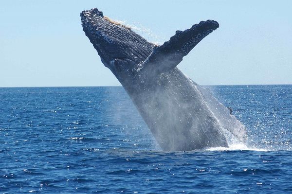 Blue whale Blue whale - Sputnik International