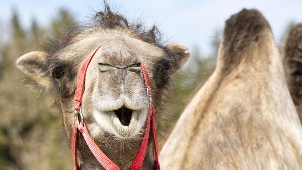 Camel - Sputnik International