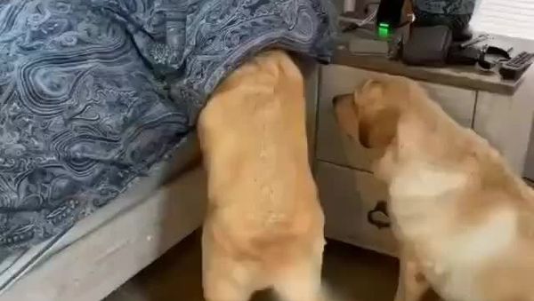Labrador retrievers - Sputnik International