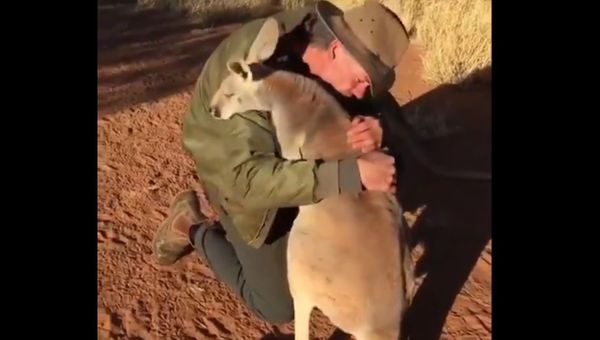 Sunday Energy: Dewey-Eyed Kangaroo Reminds us ‘Love is Simple’ and it Comes With Hugs - Sputnik International