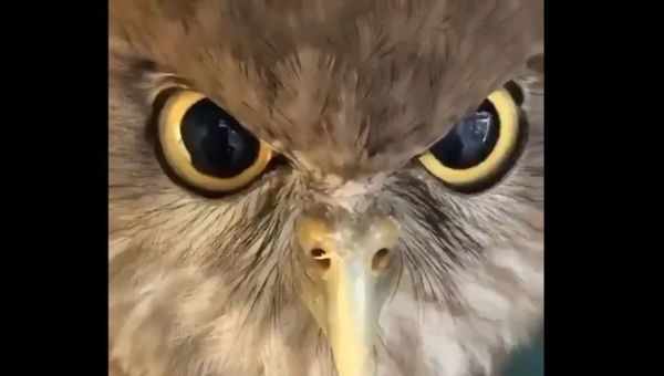 Identity Issues: Owls Don’t Always Hoot, Sometimes They ‘Bow-Wow’ - Sputnik International