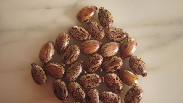 Ricin Seeds - Sputnik International