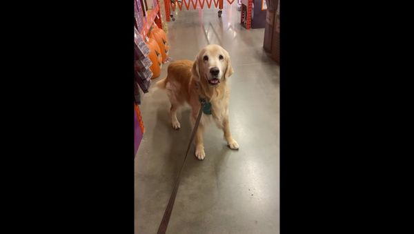 Startled Golden Retriever Scared Off by Animatronic Werewolf - Sputnik International
