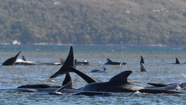 A pod of whales, believed to be pilot whales, is seen stranded on a sandbar at Macquarie Harbour, near Strahan, Tasmania, Australia, September 21, 2020.  AAP Image/The Advocate Pool, Brodie Weeding via REUTERS  ATTENTION EDITORS - THIS IMAGE WAS PROVIDED BY A THIRD PARTY. NO RESALES. NO ARCHIVE. AUSTRALIA OUT. NEW ZEALAND OUT - Sputnik International