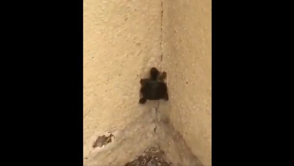Ninja Turtle Baby!! - Sputnik International