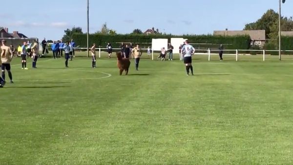Playful Alpaca Invades UK Soccer Match - Sputnik International