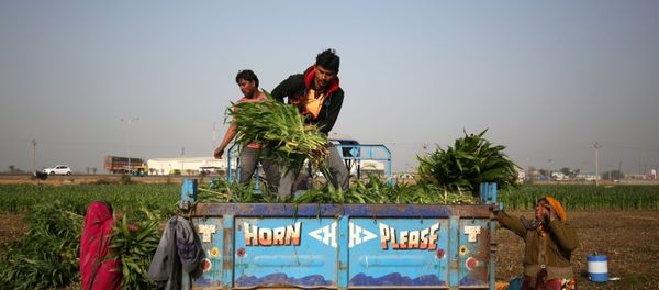 Farm workers load harvested maize crop onto a tractor trolley in a field on the outskirts of Ahmedabad, India, February 1, 2019. Farm workers load harvested maize crop onto a tractor trolley in a field on the outskirts of Ahmedabad, India, February 1, 2019. - Sputnik International