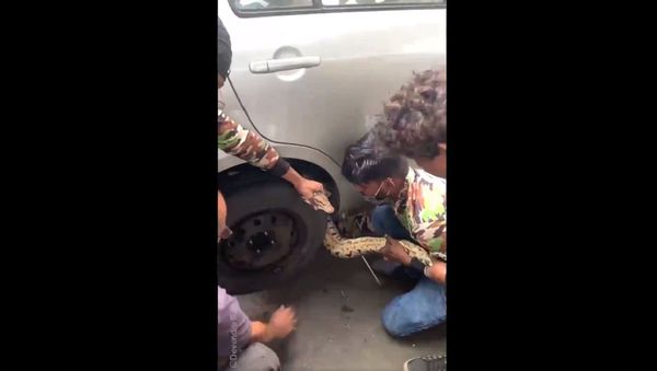 In monsoon snakes can sneak into vehicles. Just be little careful - Sputnik International