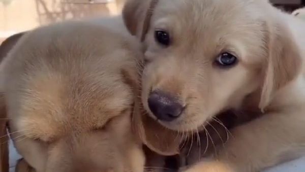 Retrieve rpuppies  - Sputnik International