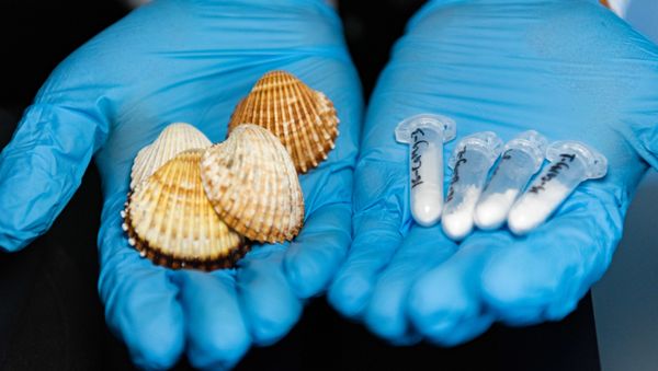 Evgeny Kolesnikov examines common cockle shells - Sputnik International