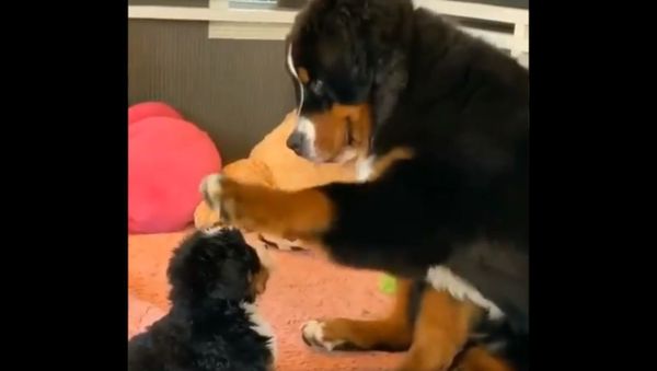 Humor And Animals - Sputnik International