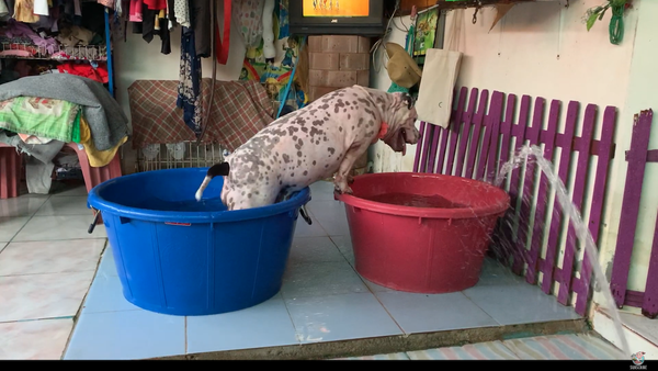 Thai Pup Ups the Ante With Water Exercises - Sputnik International