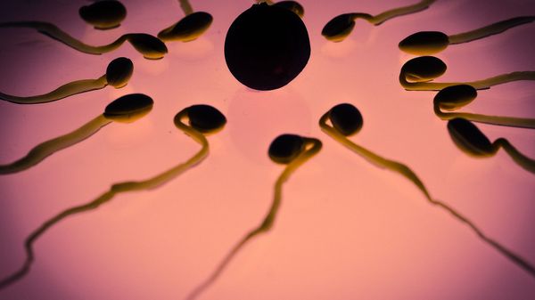 Fertilisation - Sputnik International