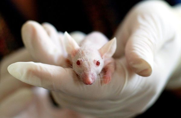 Last Сhance to Survive: Some Just Don't Need Sex for Reproduction Last Сhance to Survive: Some Just Don't Need Sex for Reproduction - Sputnik International