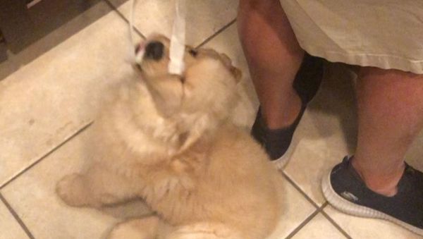 Golden Retriever Pup Helps Cooking - Sputnik International
