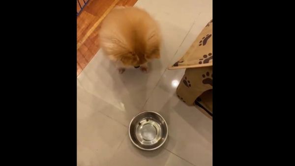 ‘Am I Joke to You’:  Watch How a Little Dog Reacts When Fooled for Dinner - Sputnik International