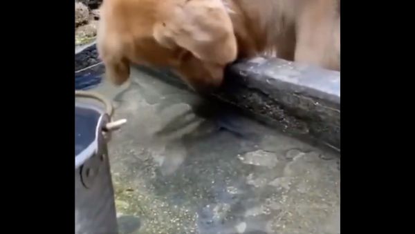 Doggo sees fish is still kicking, so he let's it go - Sputnik International