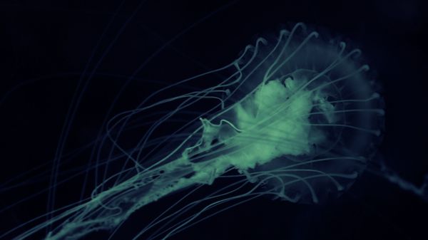 amoeba - Sputnik International