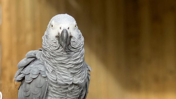 The famous swearing parrots unveiled - Sputnik International