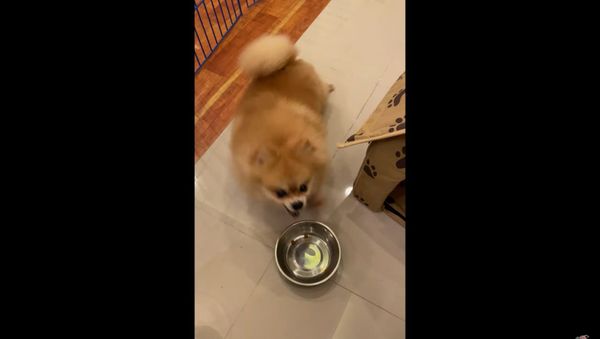 Hangry Pomeranian Throws Fit Over New Diet - Sputnik International