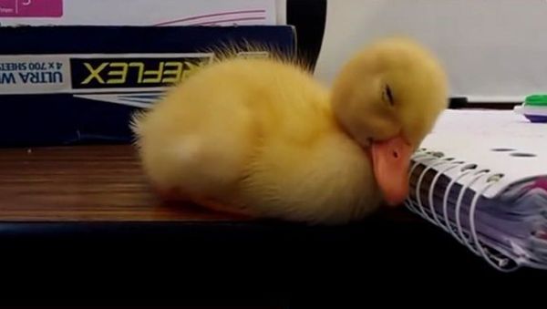Duck - Sputnik International