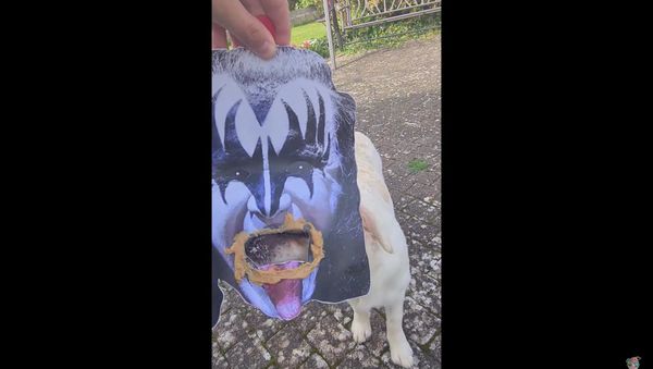 Golden Retriever Taps Into Inner Rocker With Gene Simmons Mask - Sputnik International