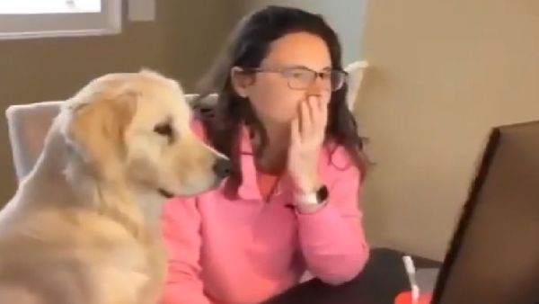 Golden Retriever - Sputnik International