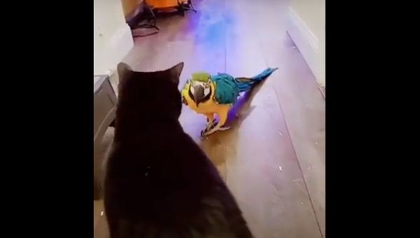 A parrot attacks a cat - Sputnik International