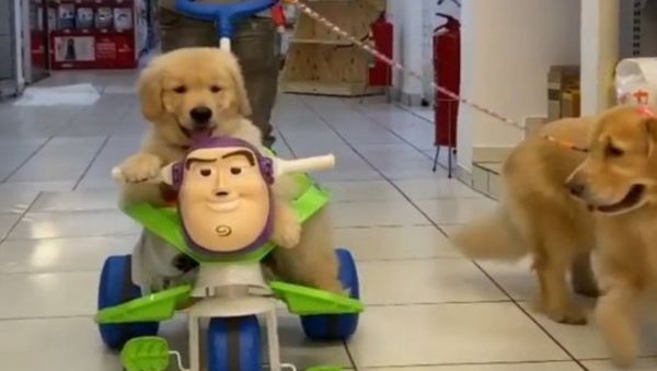 Golden retriever puppies at supermarket - Sputnik International