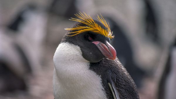 Macaroni Penguin, Hannah Point, Livingston Island - Sputnik International