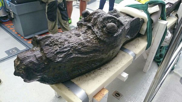 A figurehead of the 15th century danish ship 'Gribshunden' is displayed at Ronneby, southern Sweden, on August 11, 2015. - Sputnik International
