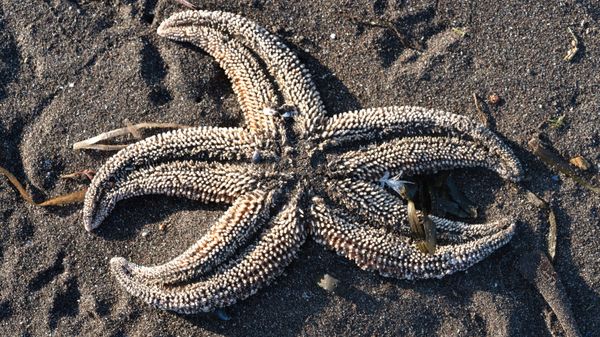 Starfish thrown ashore in Avacha Bay. - Sputnik International