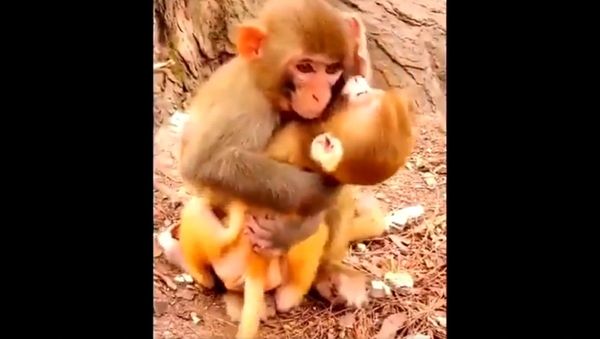 A hug is a smile with arms, a laugh with a stronger grip - Sputnik International