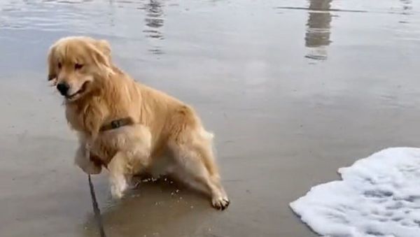 When the water’s too cold - Sputnik International