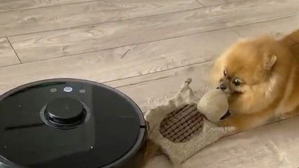 Dog - Sputnik International