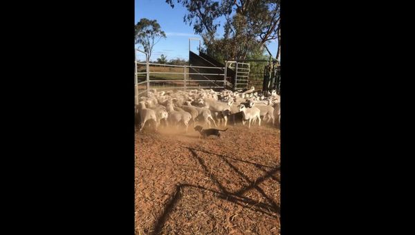 Mighty Mini Dachshund Rounds Up Herd of Aussie Sheep - Sputnik International