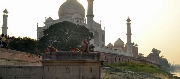 This photo taken on November 13, 2018 shows macaques monkeys gathering near the Taj Mahal monument in Agra in India's Uttar Pradesh state.  - Sputnik International