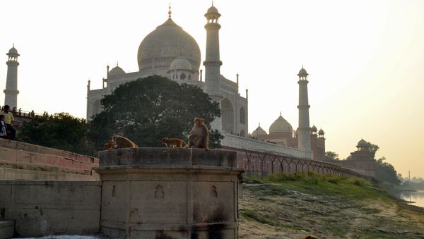 This photo taken on November 13, 2018 shows macaques monkeys gathering near the Taj Mahal monument in Agra in India's Uttar Pradesh state.  - Sputnik International