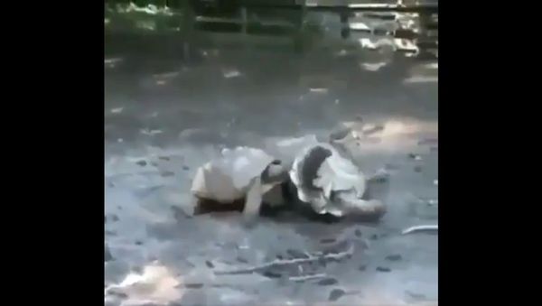 Tortoises looking out for one another - Sputnik International