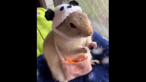 Snack break! - Sputnik International
